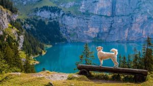What do Grade Schools and Mountains have to do with dog training?