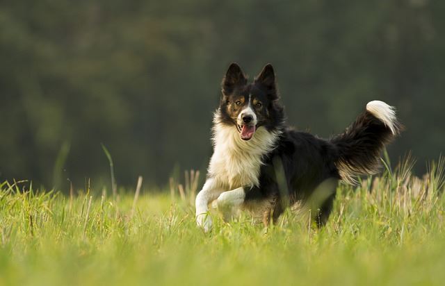 You are currently viewing Is your dog an optimist?