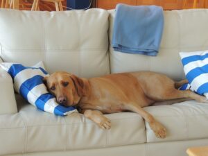 A simple doorway to the amazing benefits of relaxation in dogs – the behavioral down